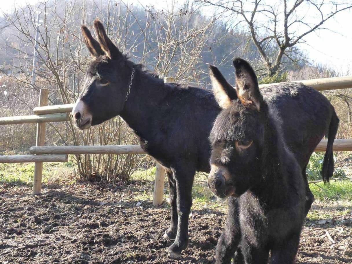 B&B Locanda Della Sesta Felicita Vaglio Serra Екстериор снимка
